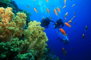 Aruba Dive Locations